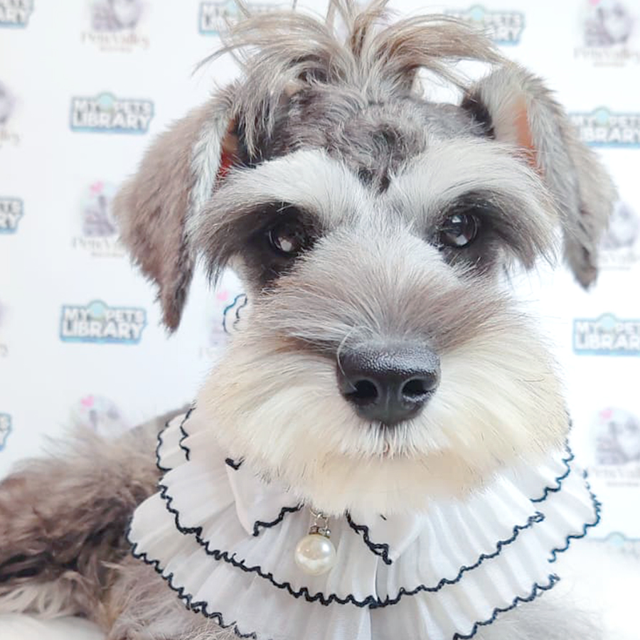 Schnauzer Puppy