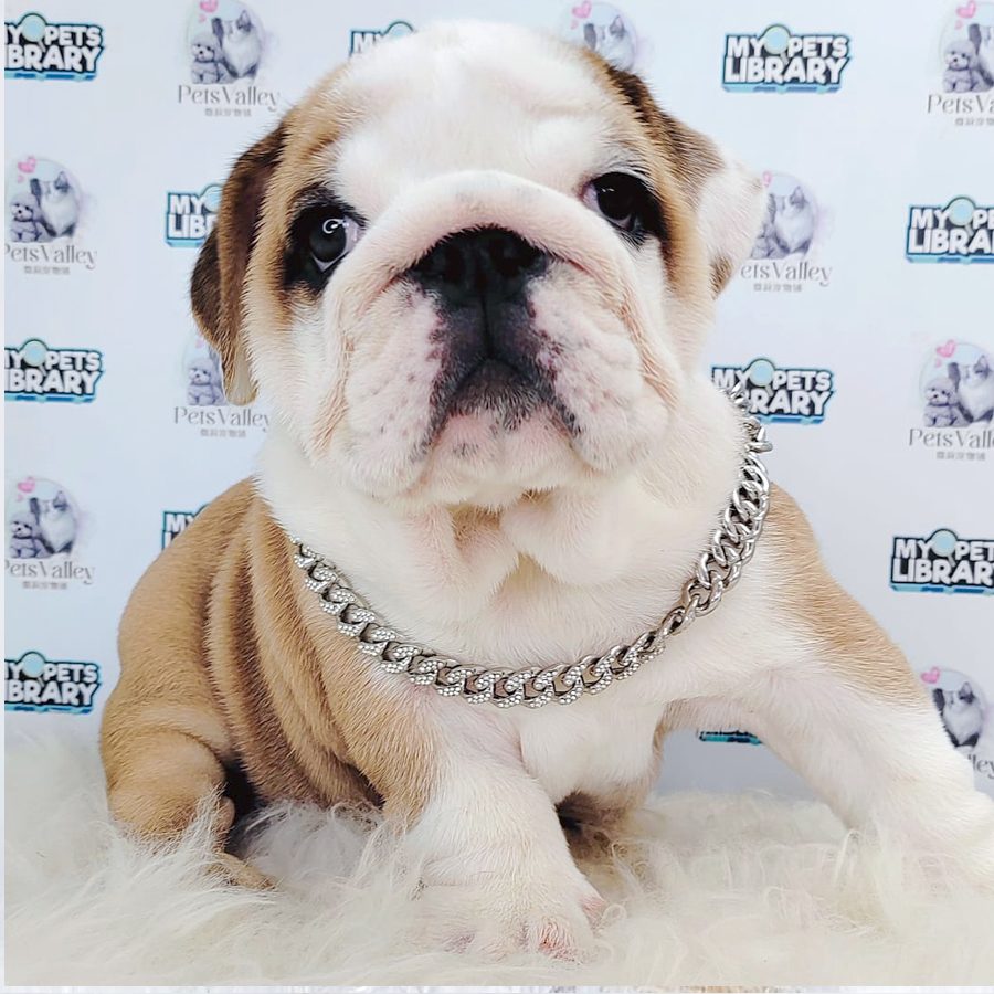 English Bulldog Puppy