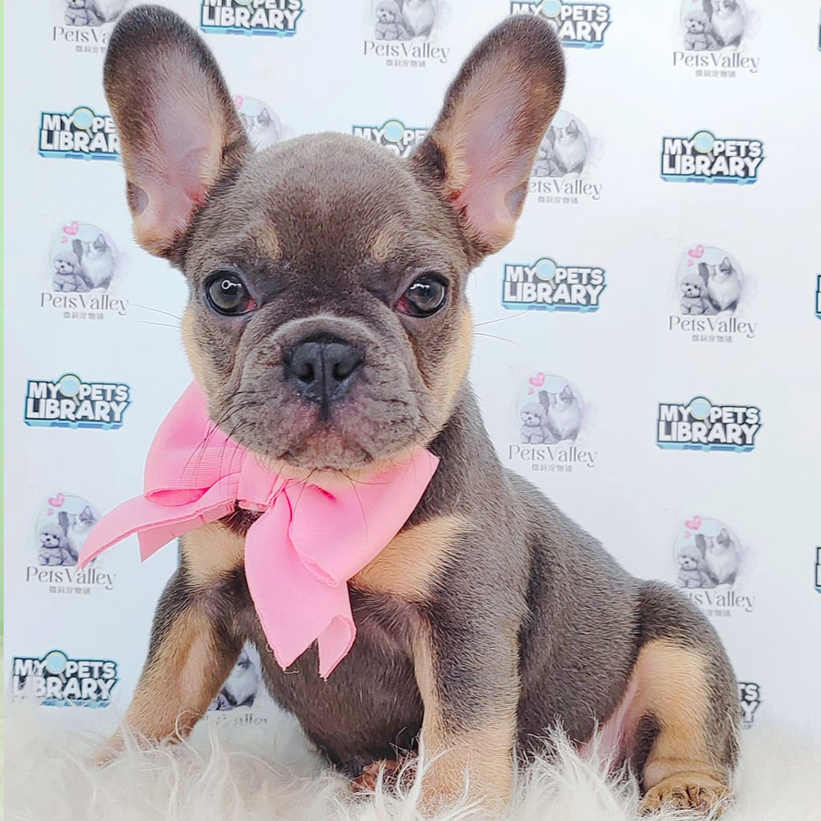 French Bulldog Puppy
