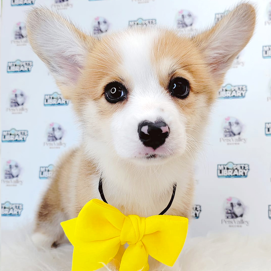 Welsh Corgi Puppy