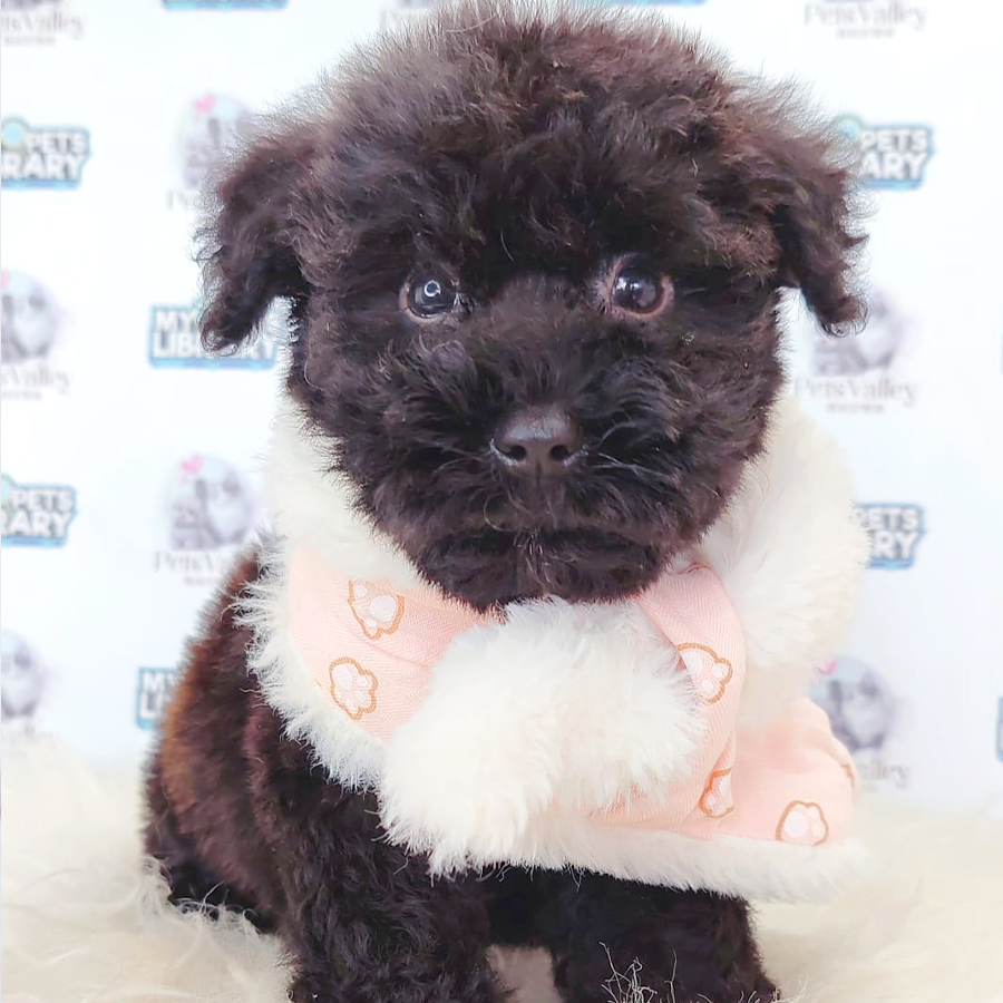 Toy Poodle Puppy