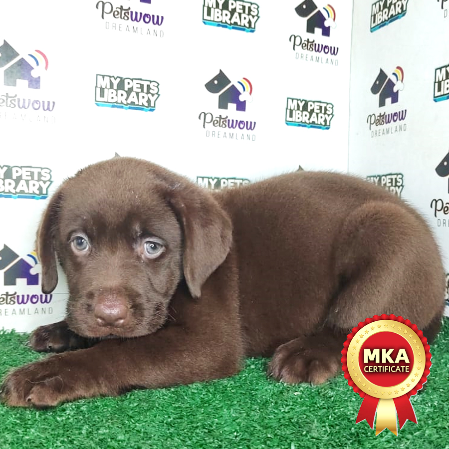 Labrador Puppy