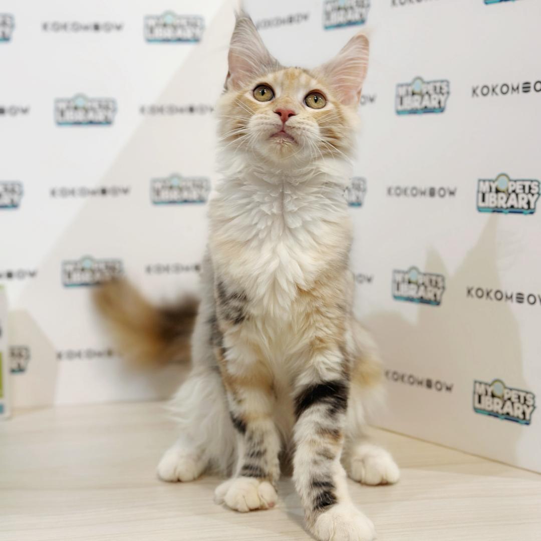 Maine Coon Kitten