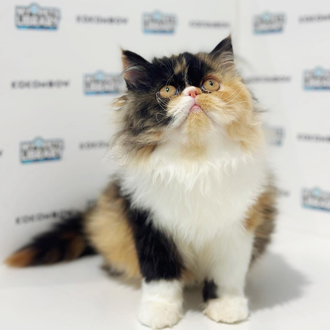 Persian Kitten
