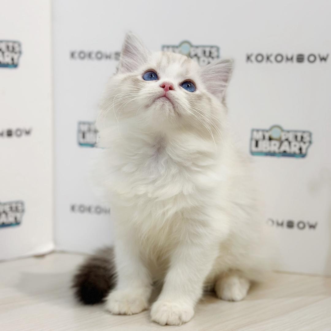 Ragdol Kitten