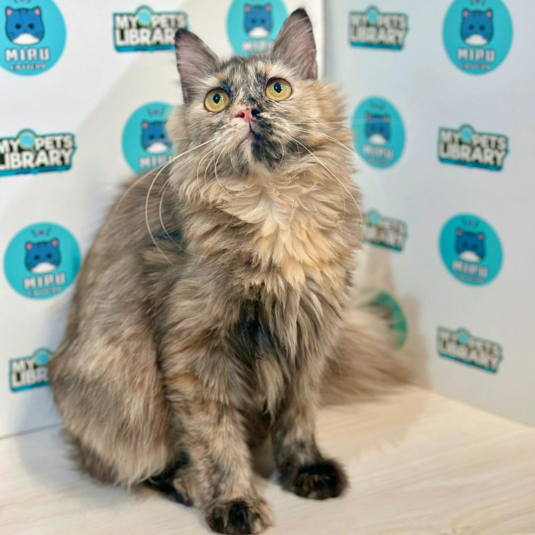 Maine Coon Persian Kitten