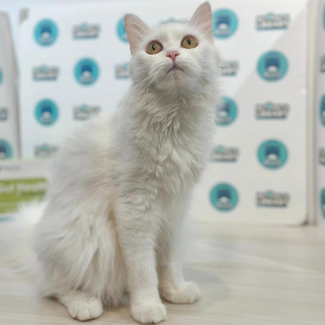 Turkish Angora Persian Kitten