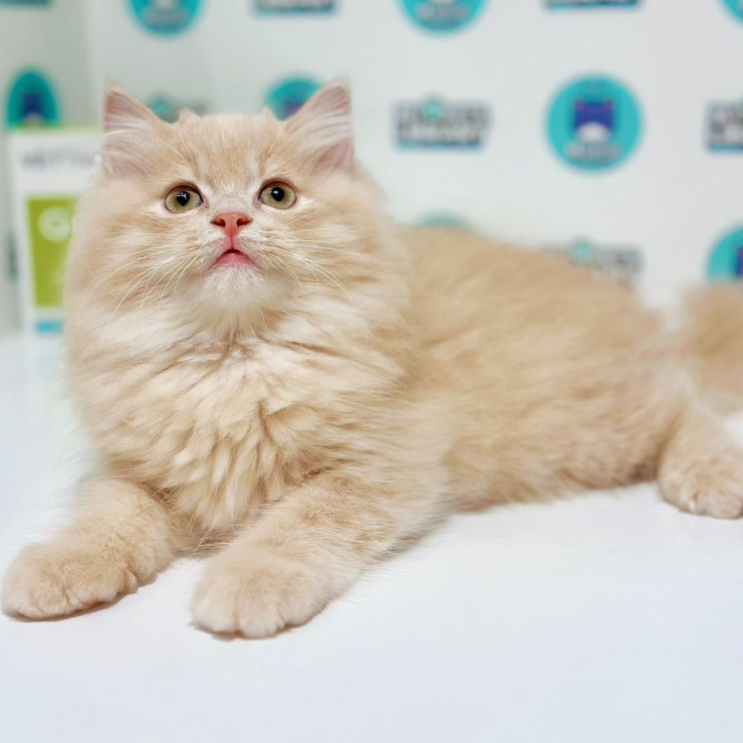 Turkish Angora British Longhair Kitten