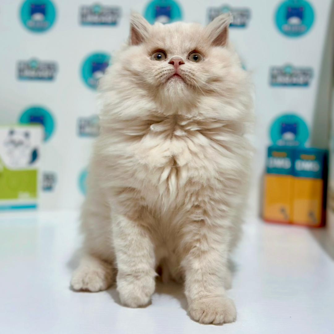 Turkish Angora British Longhair Kitten