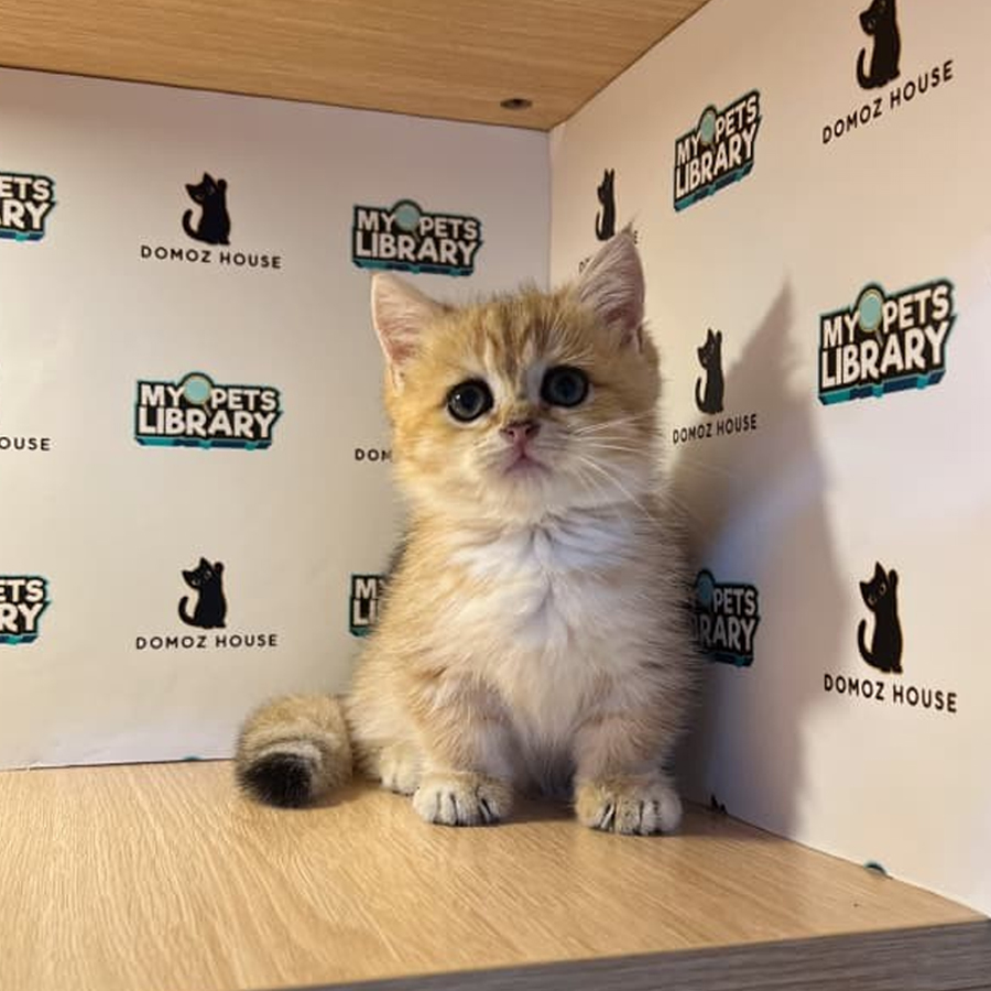 Munchkin Kitten