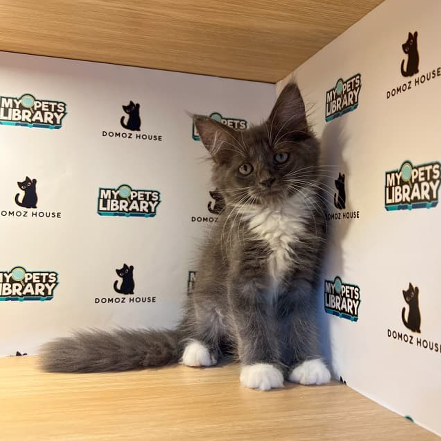Maine Coon Kitten