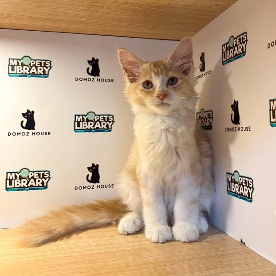 Maine Coon Kitten