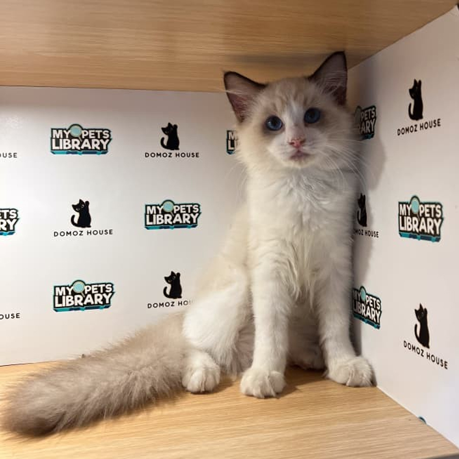 Ragdoll Kitten