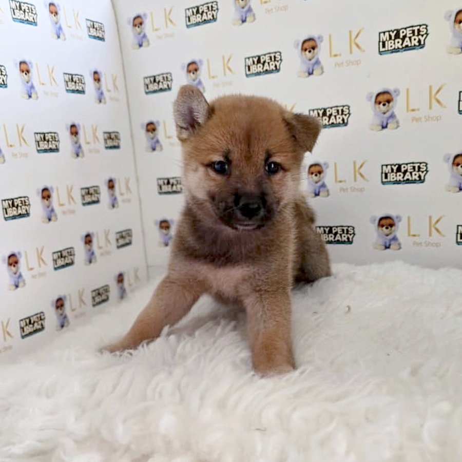Shiba Inu Puppy