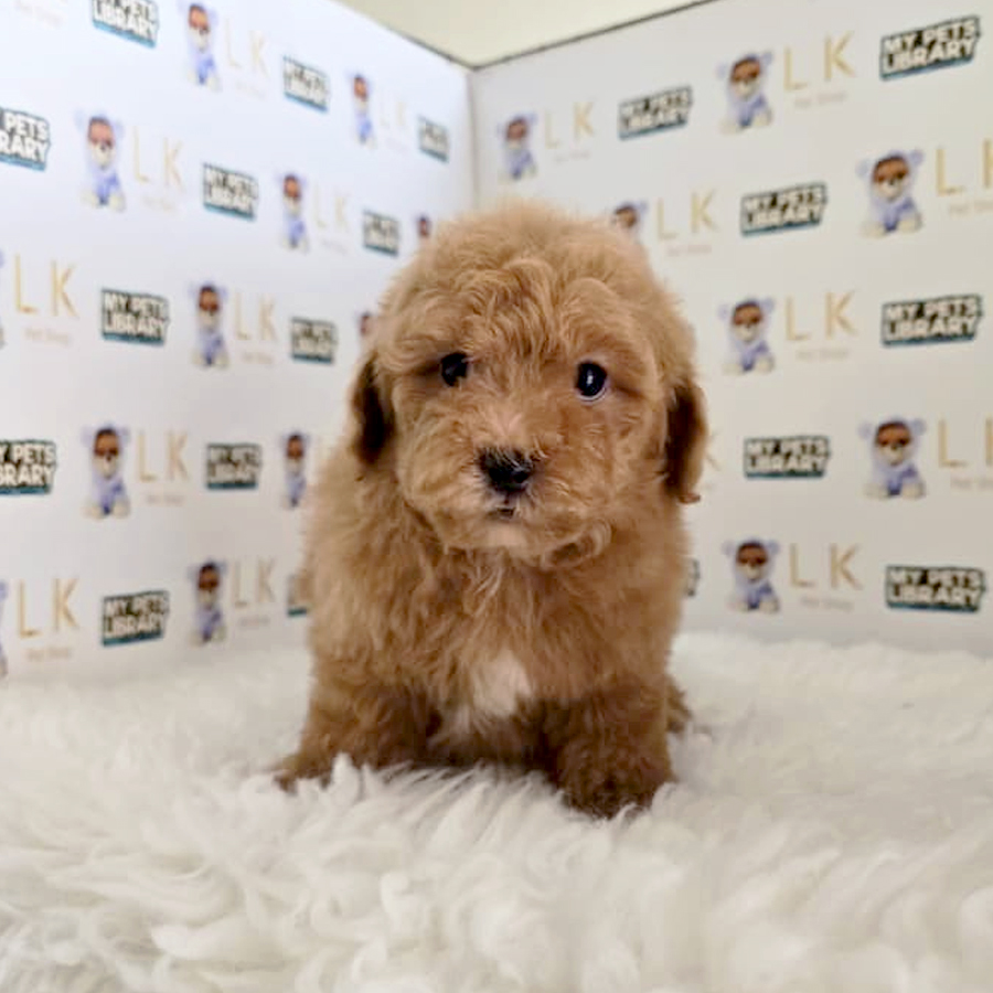 Toy Poodle Puppy