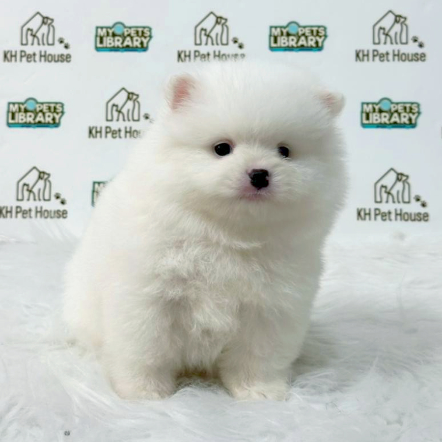 Pomeranian Puppy