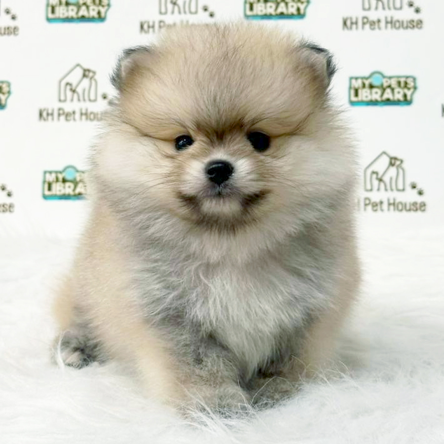 Pomeranian Puppy