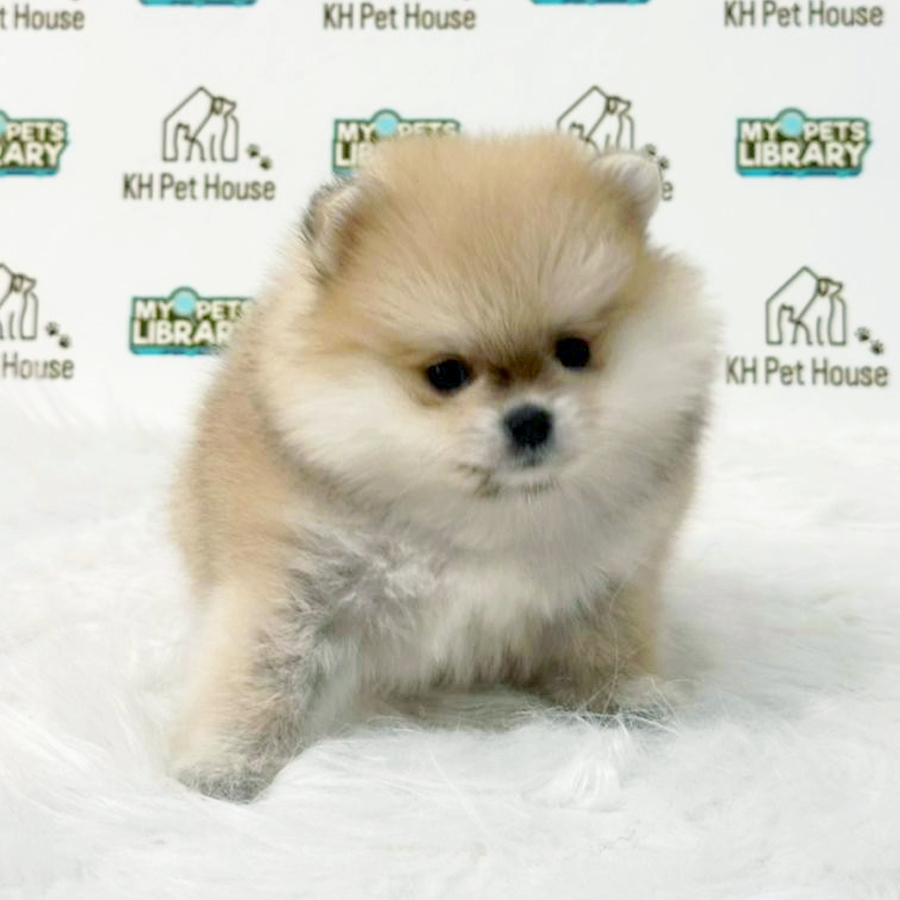 Pomeranian Puppy