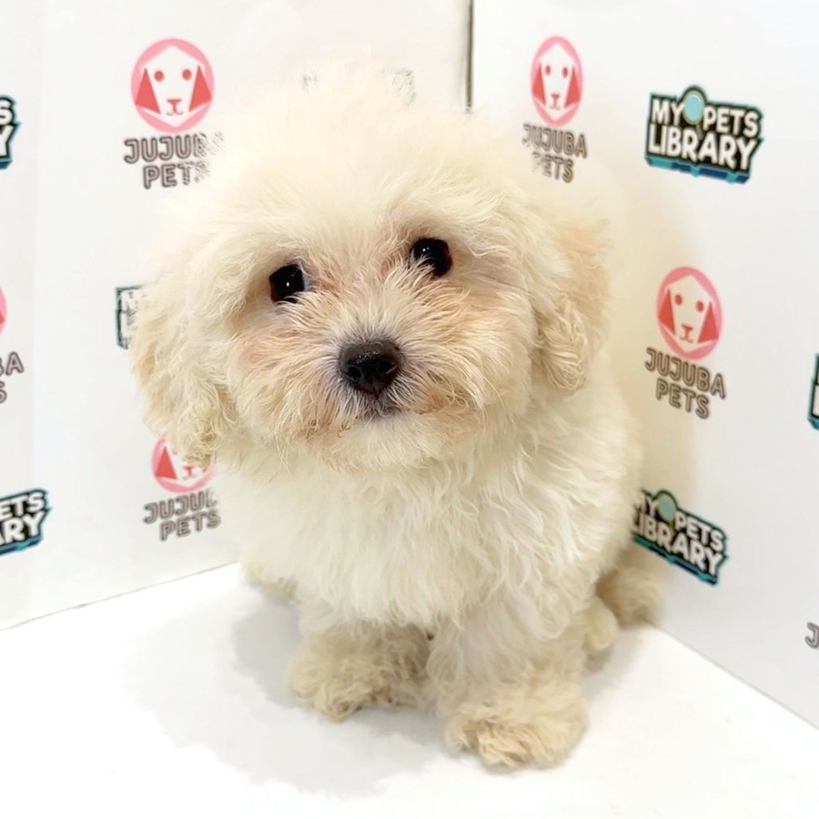 Cavachon Puppy