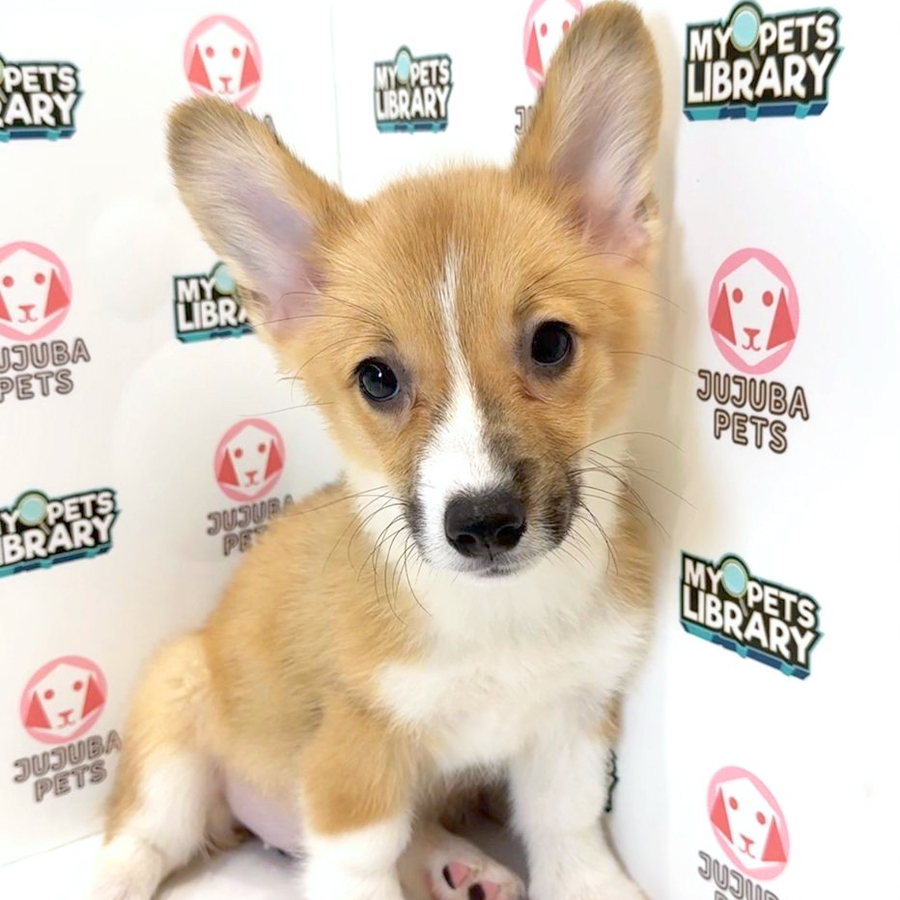 Welsh Corgi Puppy