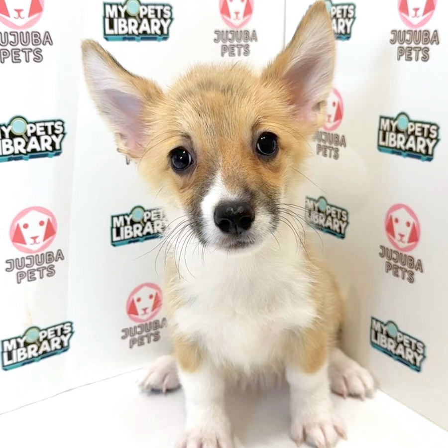 Welsh Corgi Puppy