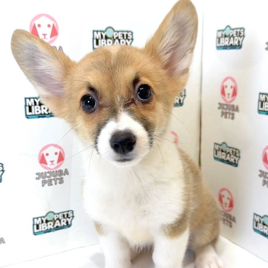 Welsh Corgi Puppy