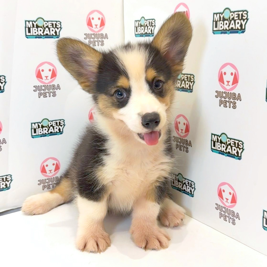 Welsh Corgi Puppy