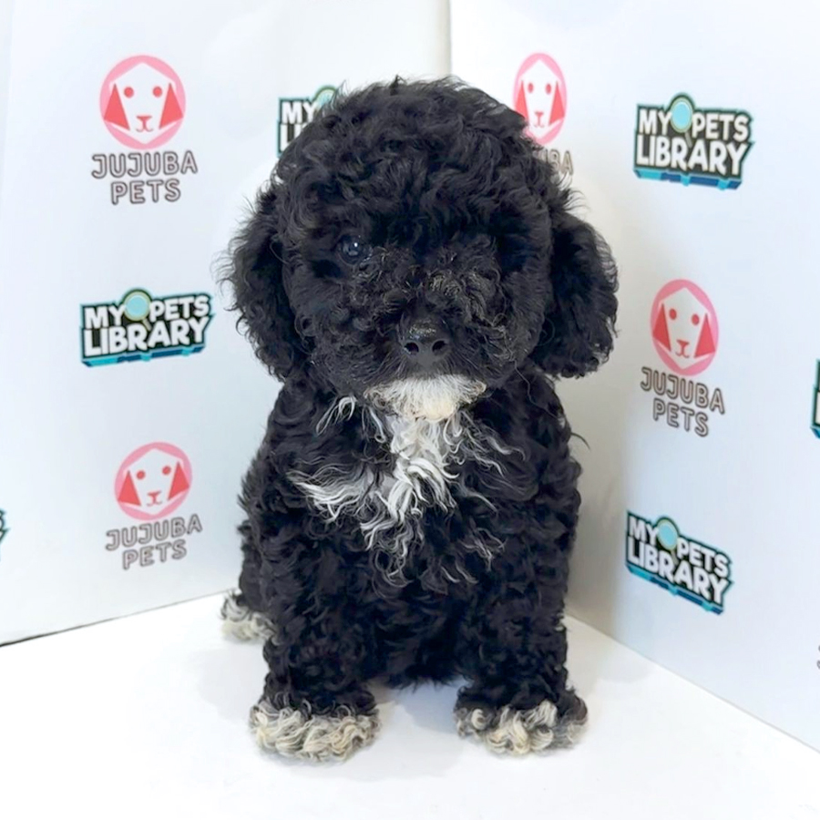 Cockapoo Puppy