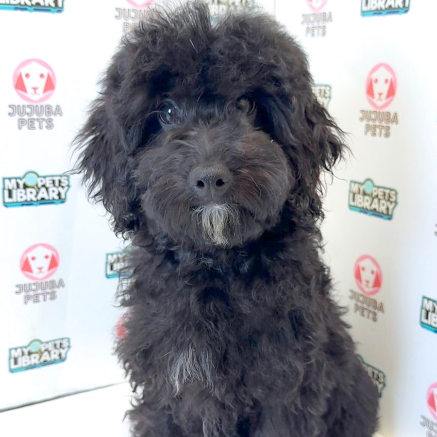 Toy Poodle Puppy