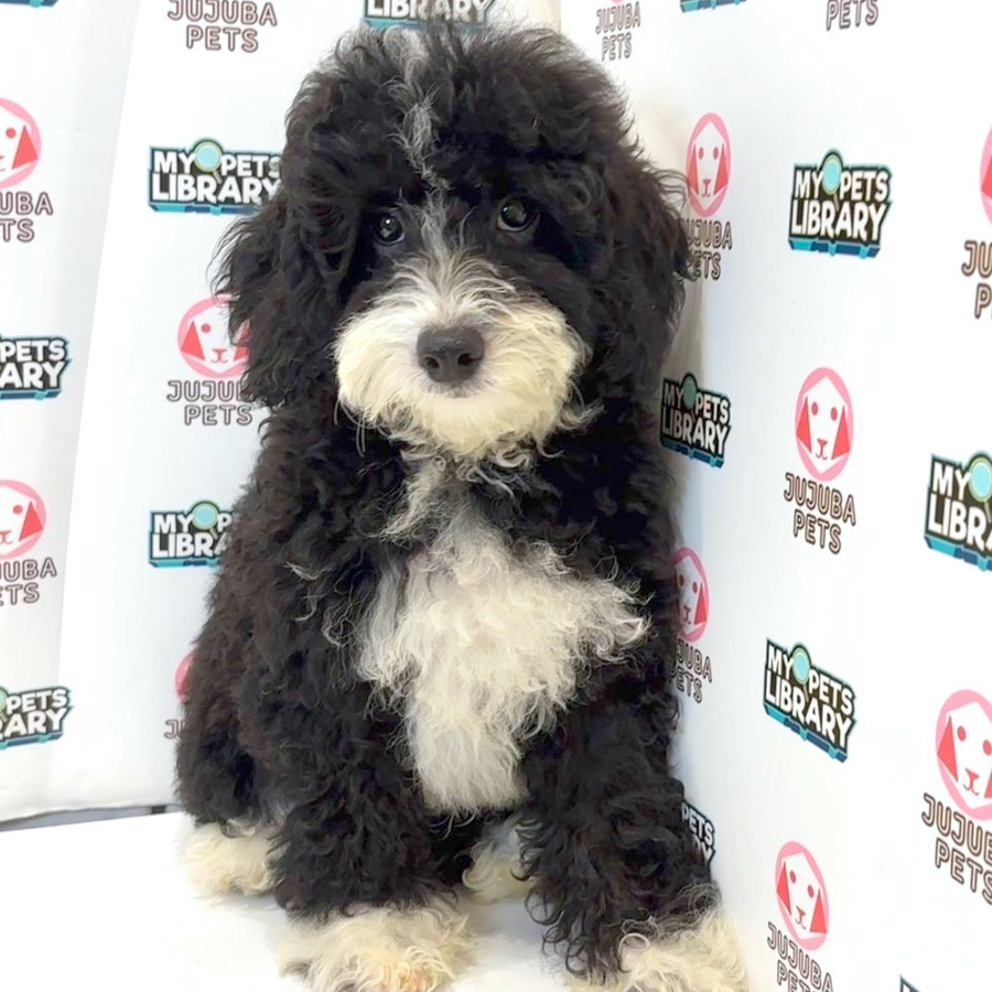 Toy Poodle Puppy