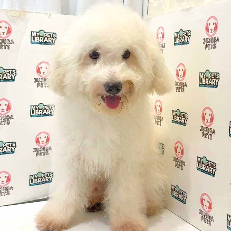 Toy Poodle Puppy