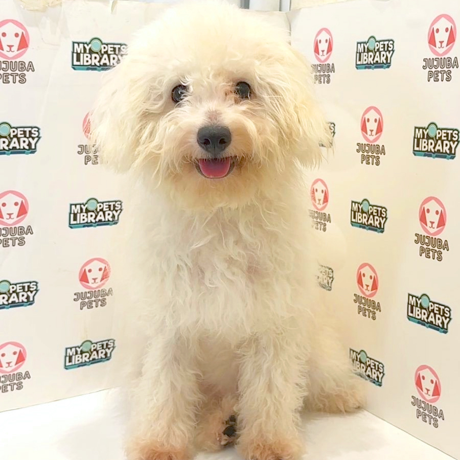 Toy Poodle Puppy