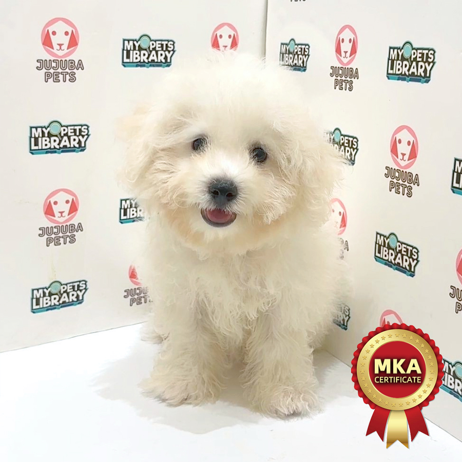 MKA Bichon Frise Puppy