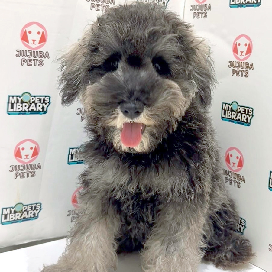 Schnauzer Puppy