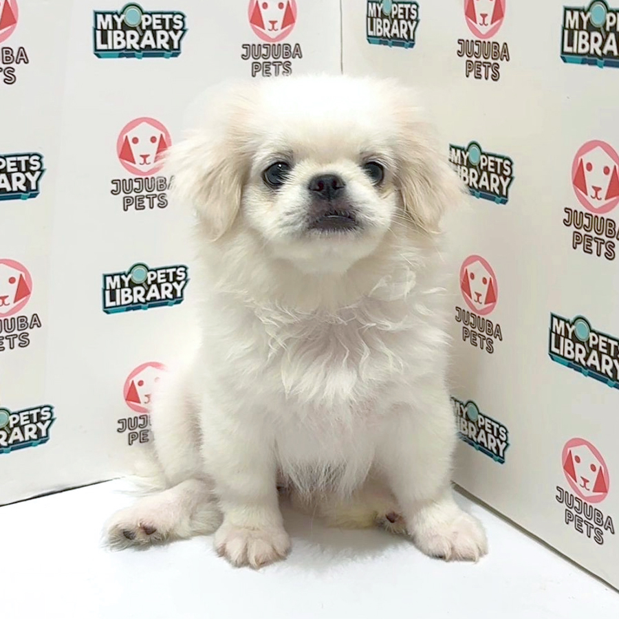 Pekingese Puppy
