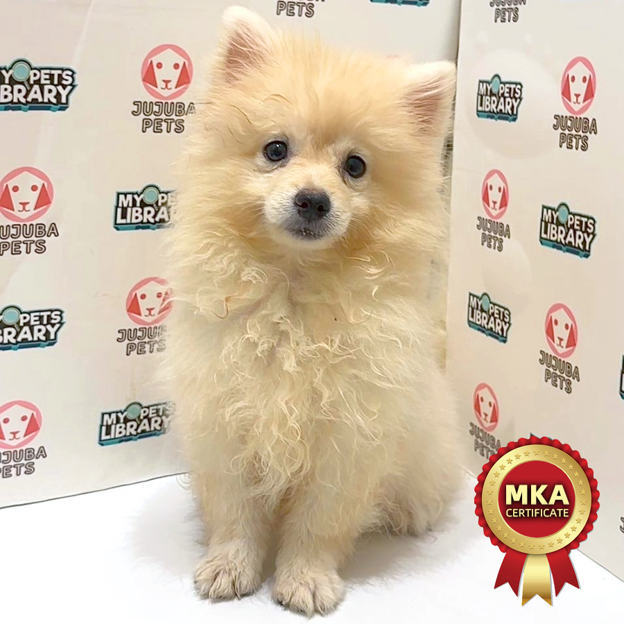 MKA Pomeranian Puppy