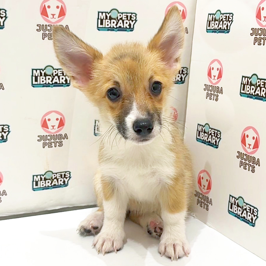 Welsh Corgi Puppy