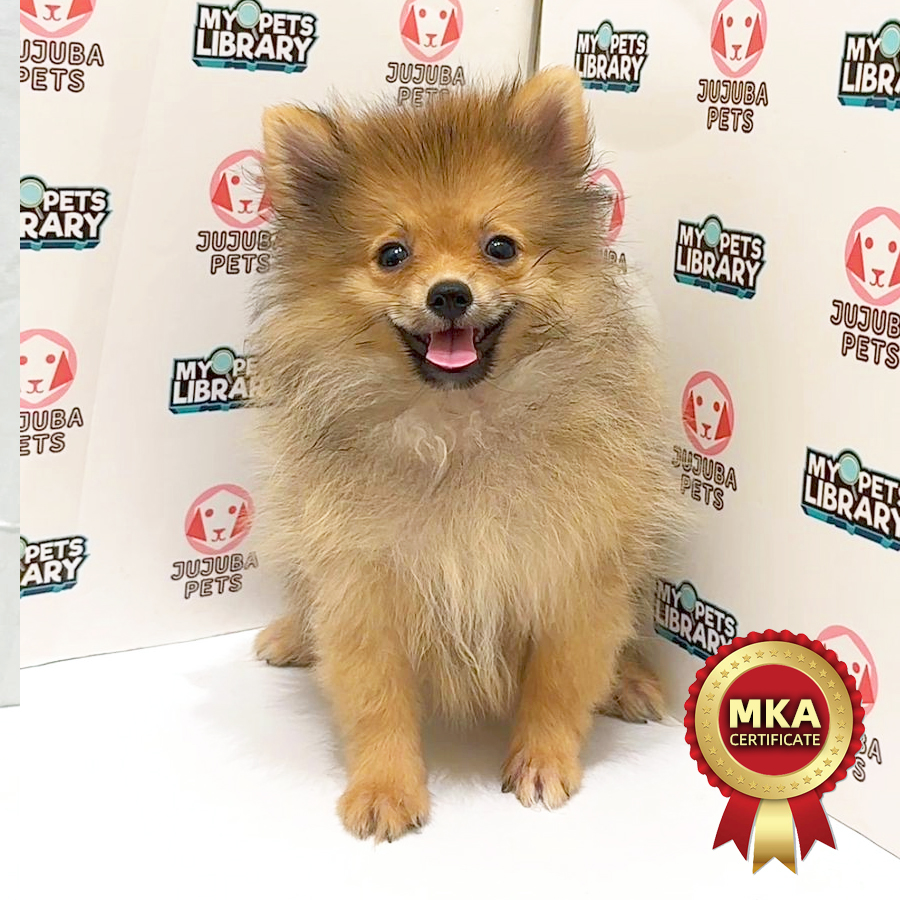 MKA Pomeranian Puppy