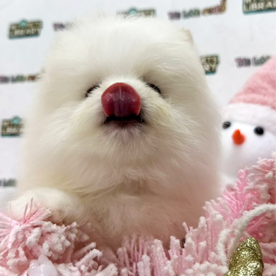 Tiny Pomeranian Puppy