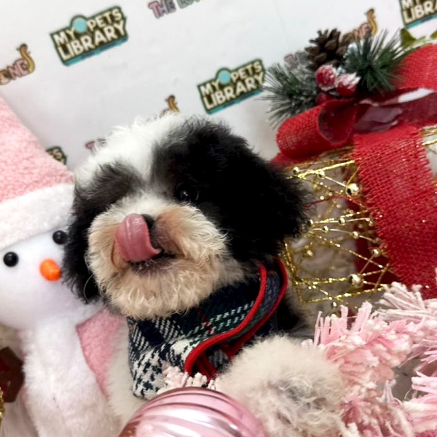 Tiny Toy Poodle Puppy