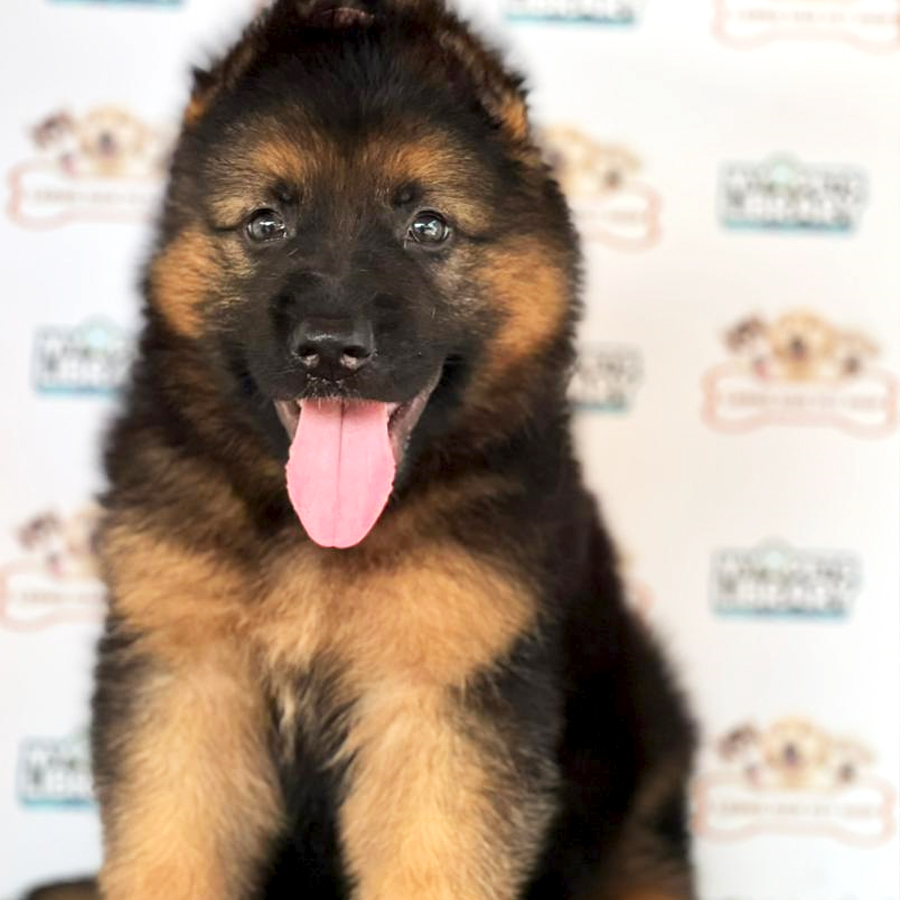 German Shepherd Puppy