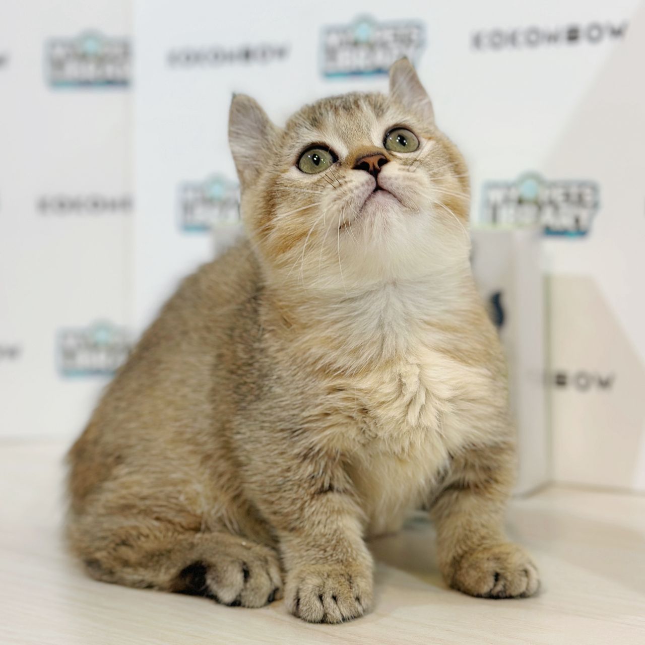Super Short Munchkin Kinkalow Kitten