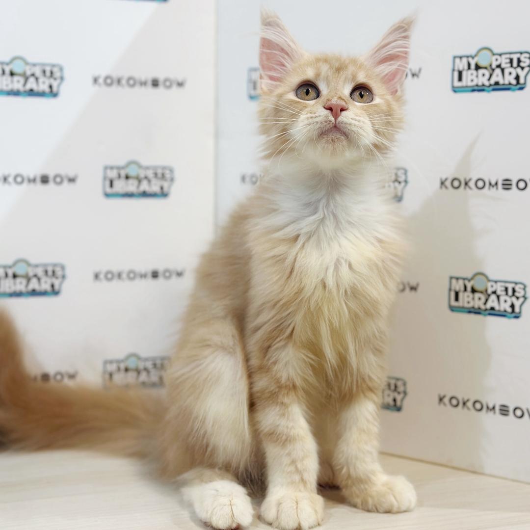 Maine Coon Kitten