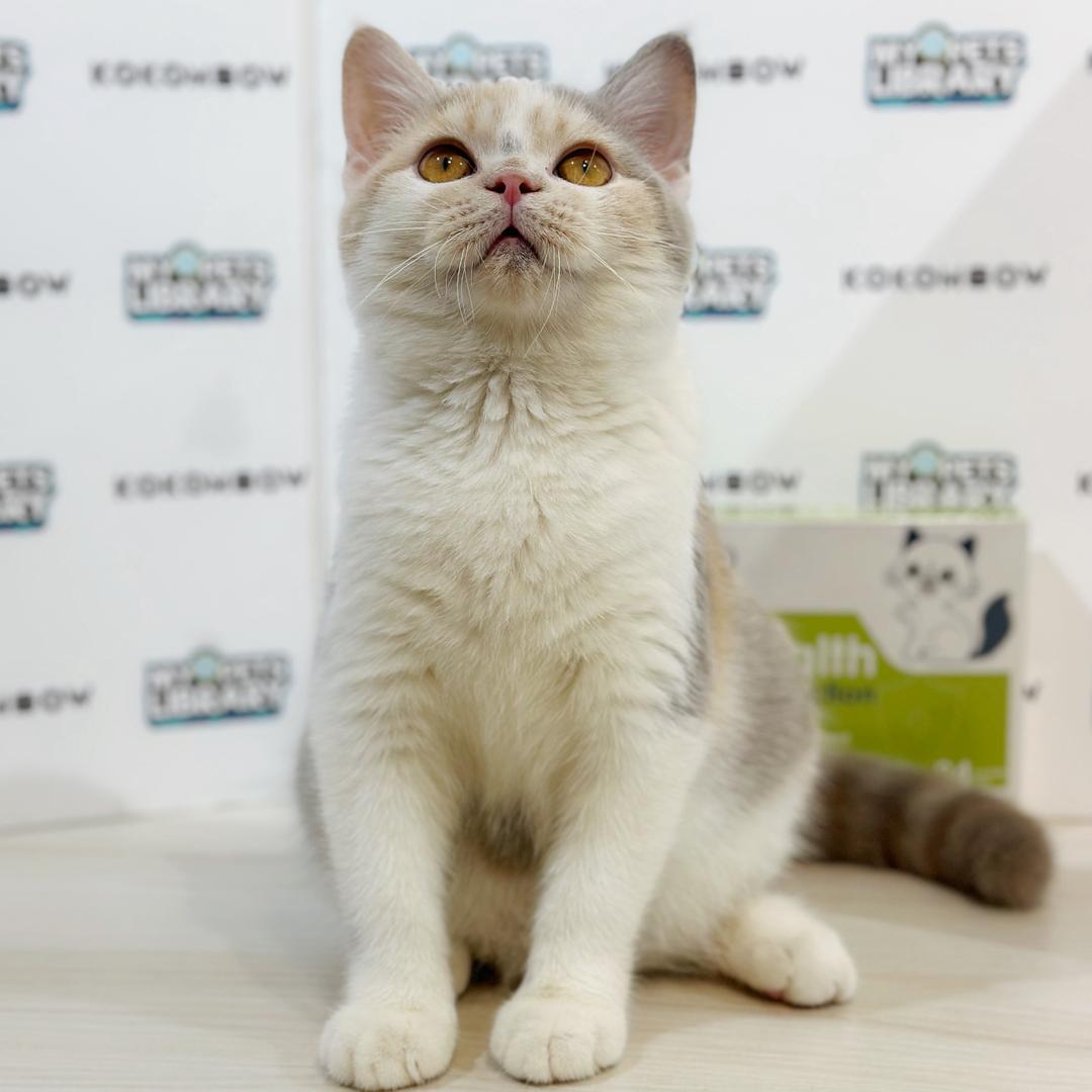 British Shorthair Kitten