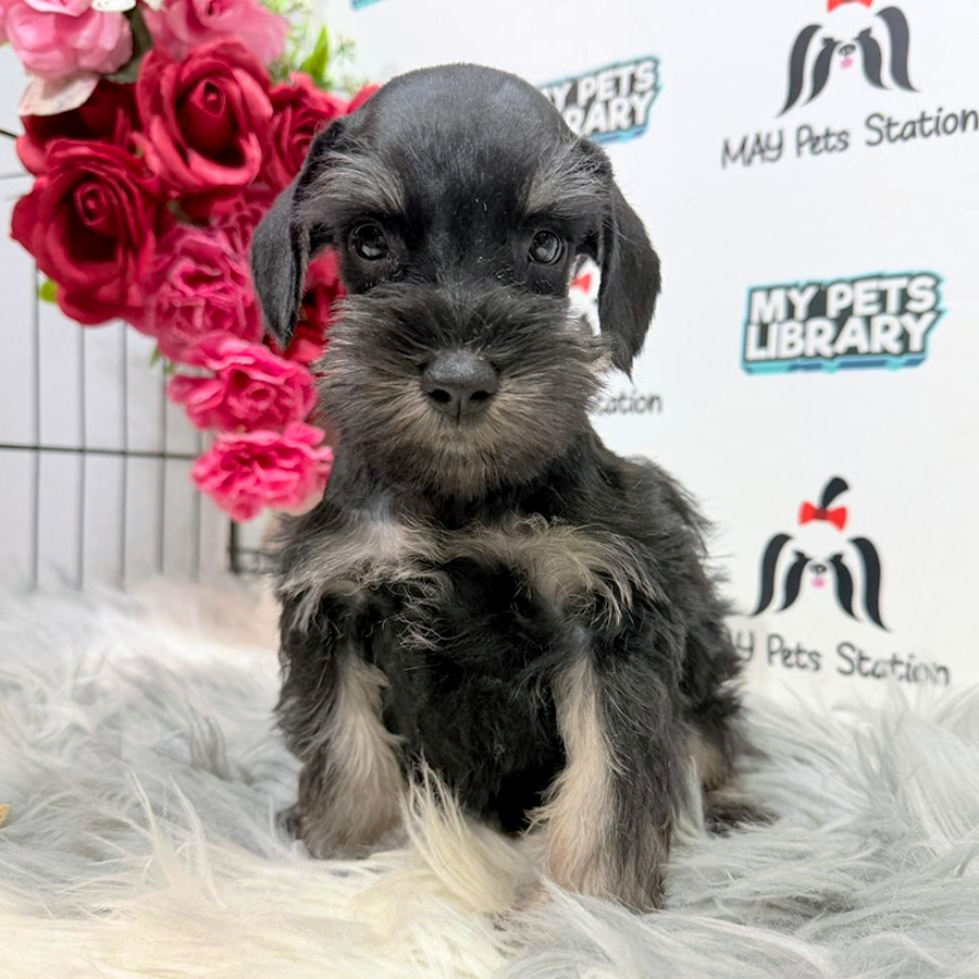 MKA Schnauzer Puppy