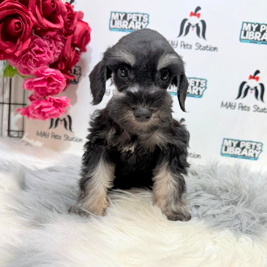 MKA Schnauzer Puppy