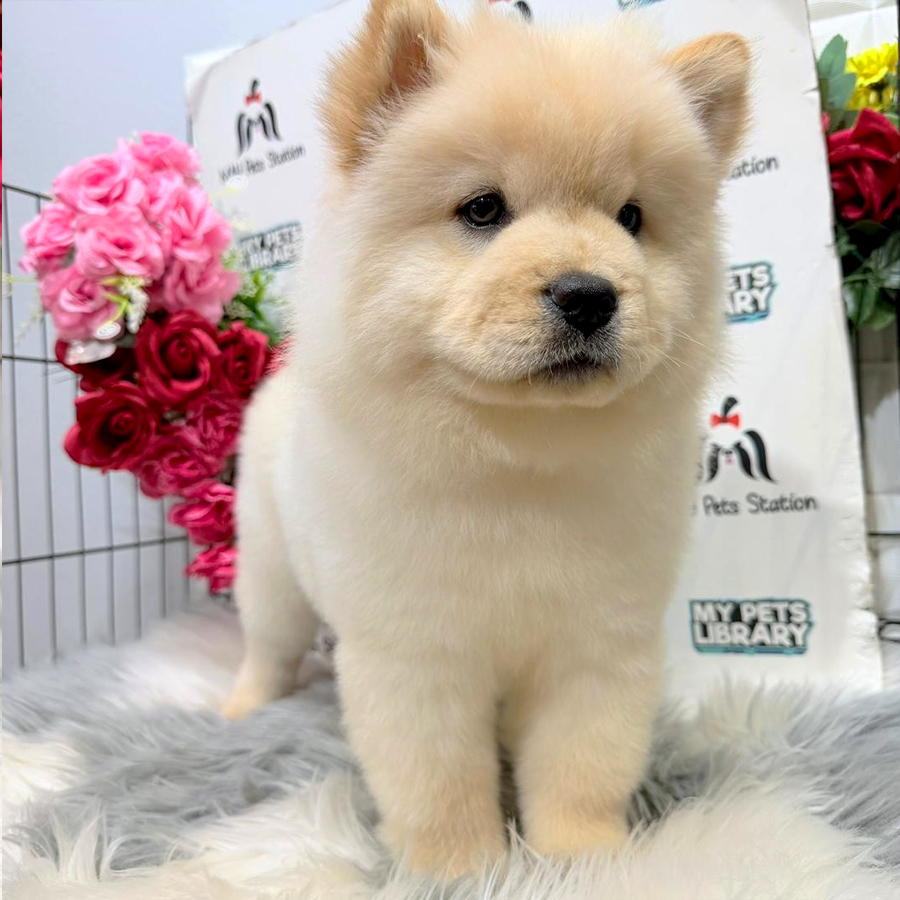 Chow Chow Puppy