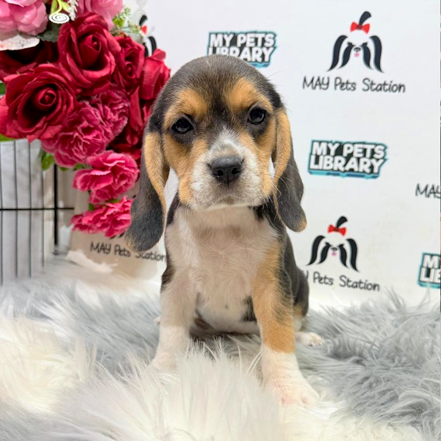 Beagle Puppy