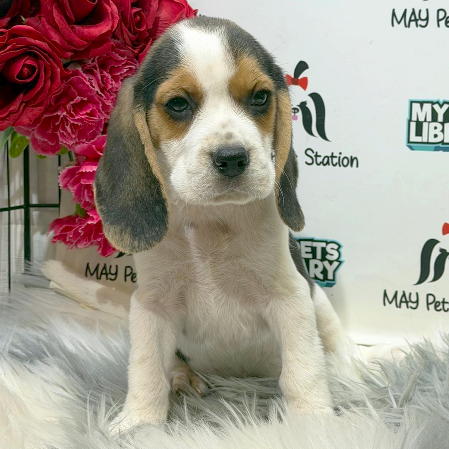 Beagle Puppy