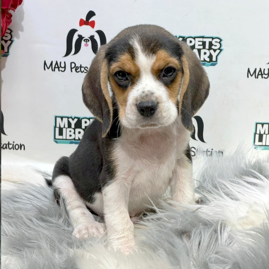 Beagle Puppy